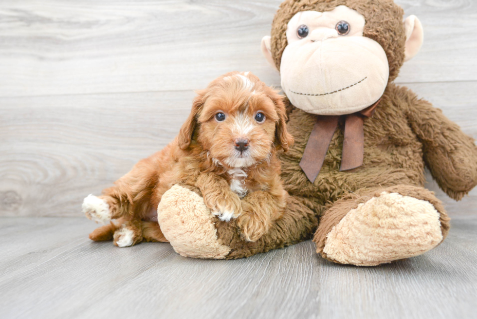 Best Mini Goldendoodle Baby