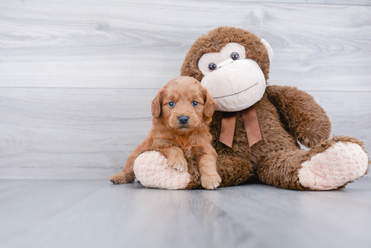 Cute Mini Goldendoodle Baby