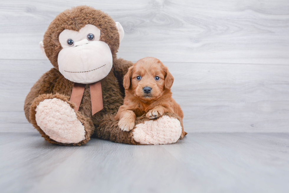 Energetic Golden Retriever Poodle Mix Puppy