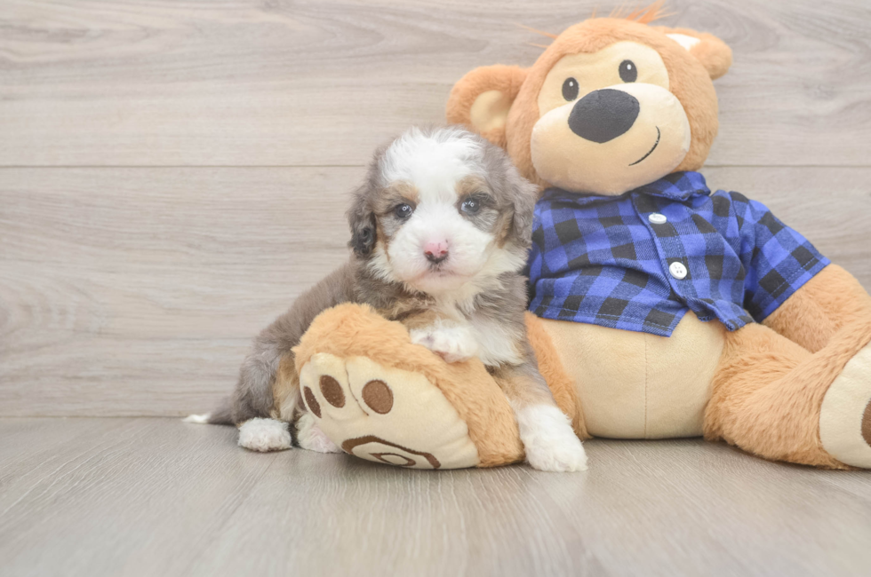 5 week old Mini Goldendoodle Puppy For Sale - Premier Pups