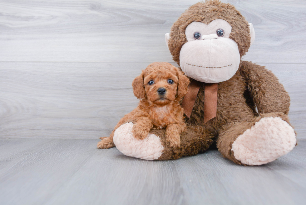 Best Mini Goldendoodle Baby