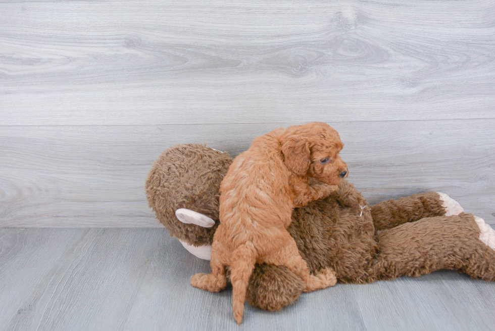 Adorable Golden Retriever Poodle Mix Puppy