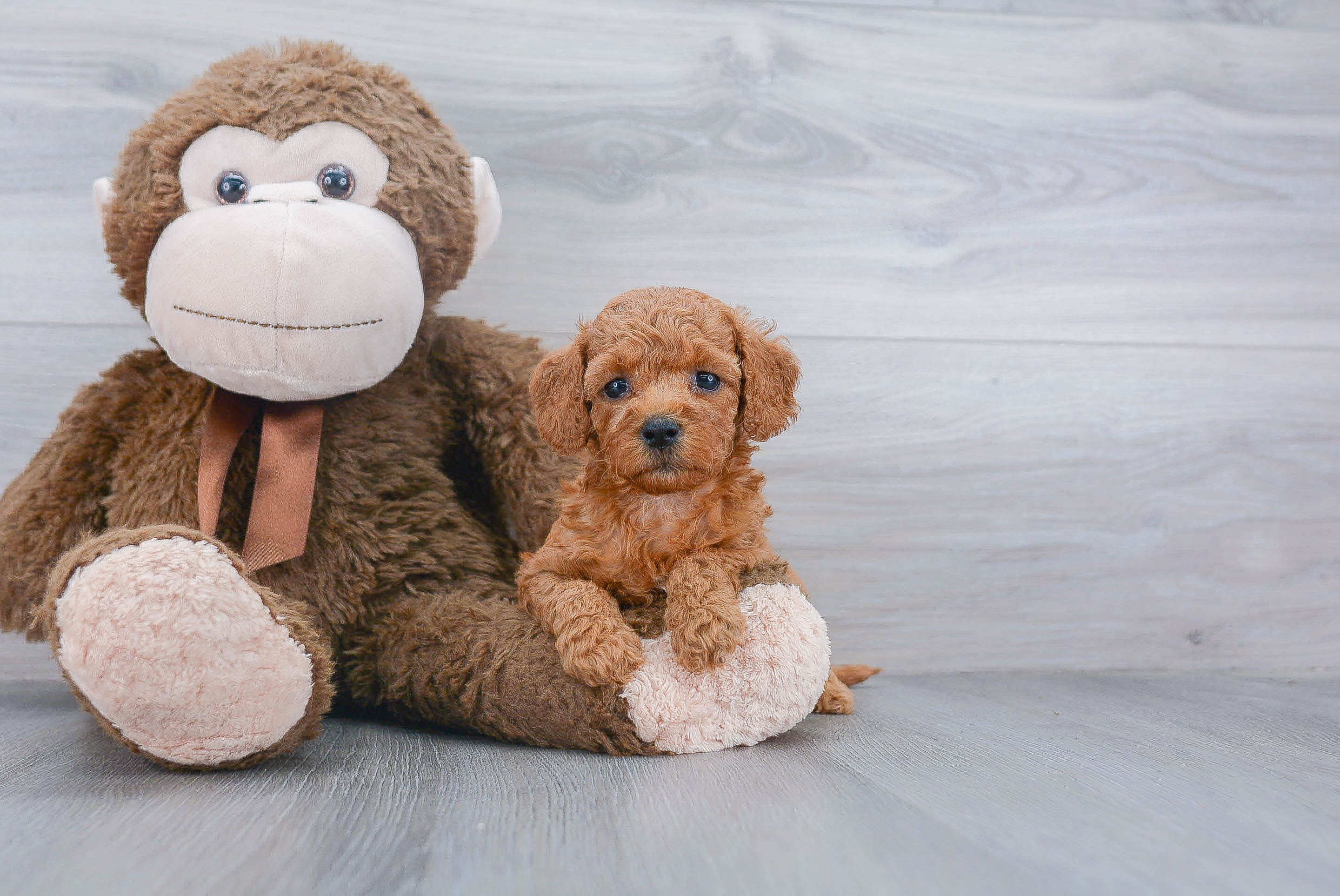 Mini Goldendoodle Pup Being Cute