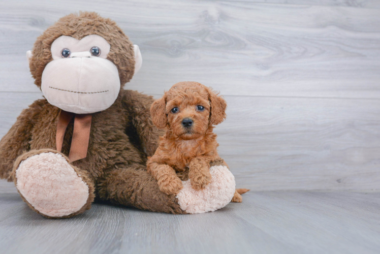 Mini Goldendoodle Pup Being Cute