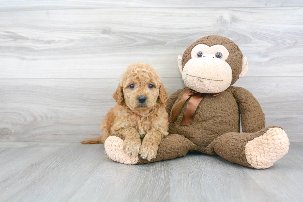 Energetic Golden Retriever Poodle Mix Puppy