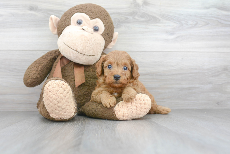 Mini Goldendoodle Puppy for Adoption