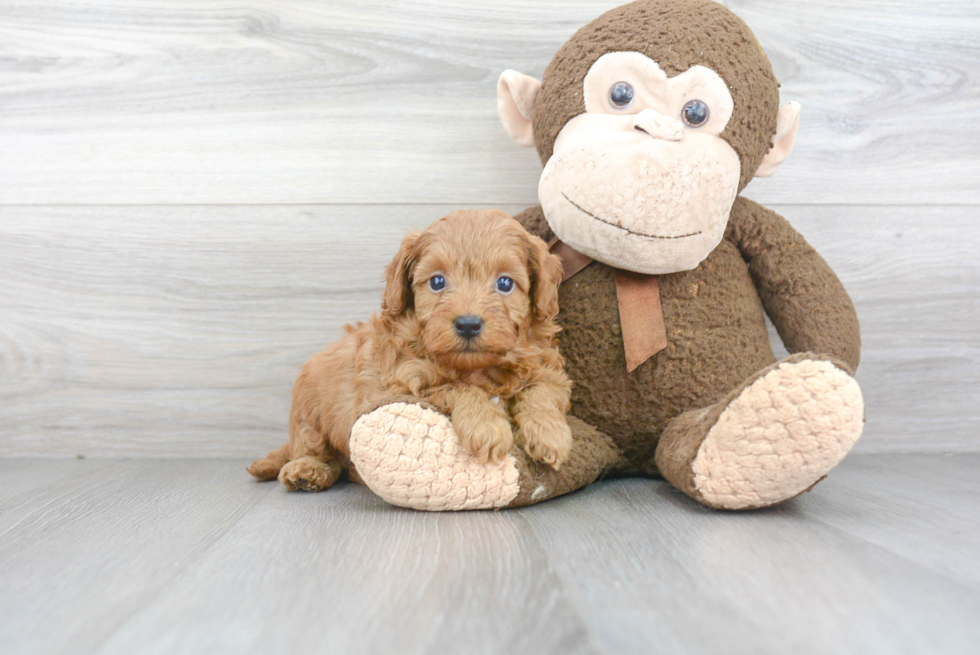 Mini Goldendoodle Pup Being Cute