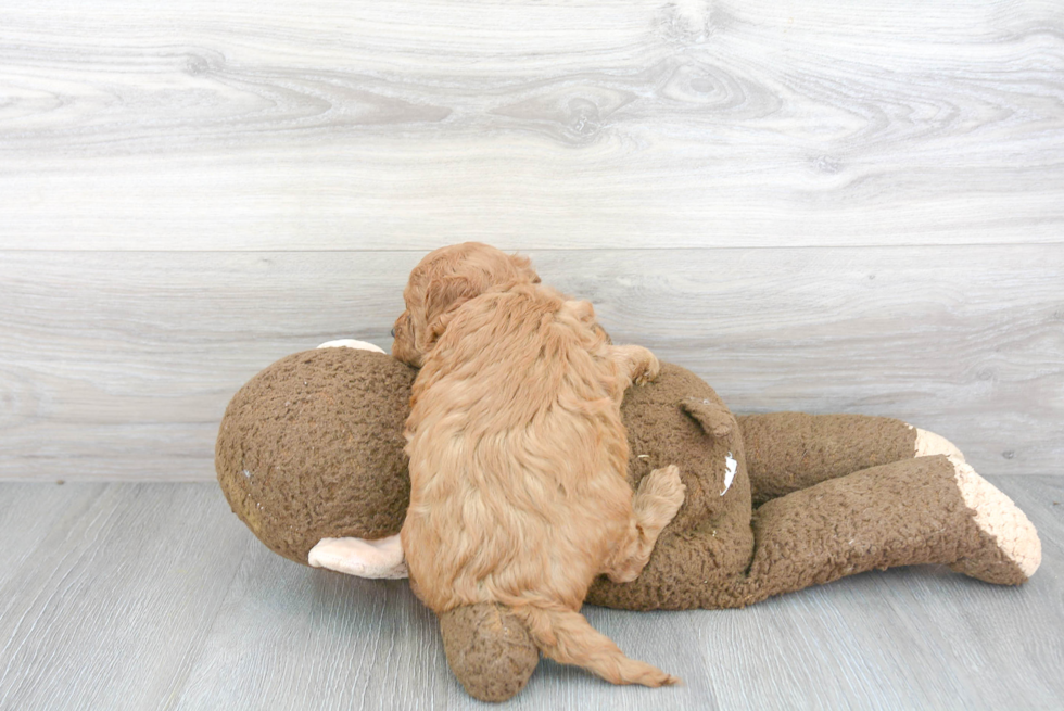 Best Mini Goldendoodle Baby