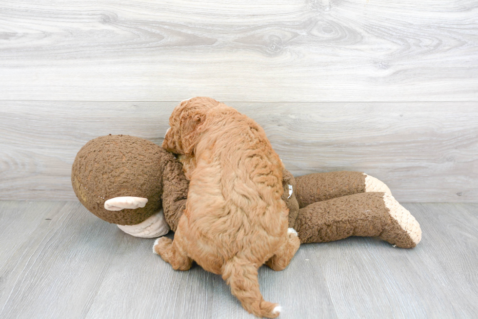 Mini Goldendoodle Pup Being Cute