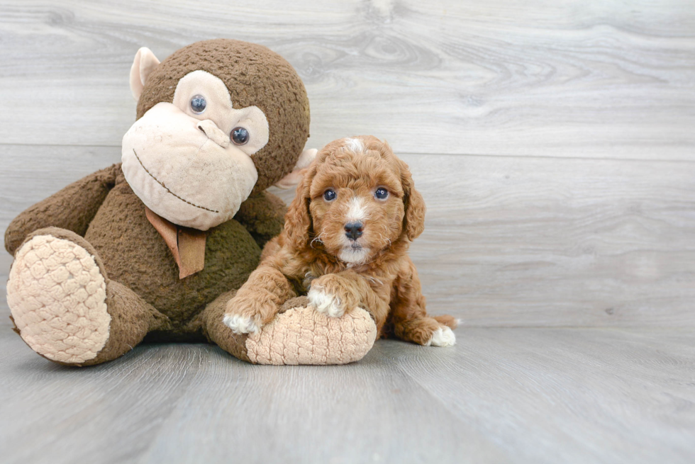 Mini Goldendoodle Pup Being Cute