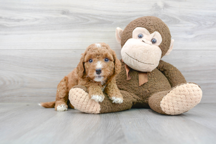 Energetic Golden Retriever Poodle Mix Puppy