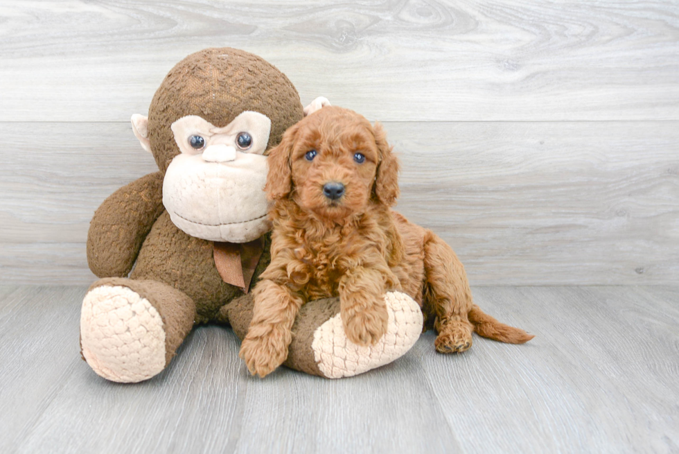 Funny Mini Goldendoodle Poodle Mix Pup