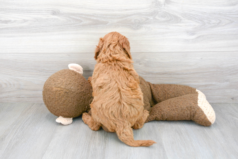 Fluffy Mini Goldendoodle Poodle Mix Pup