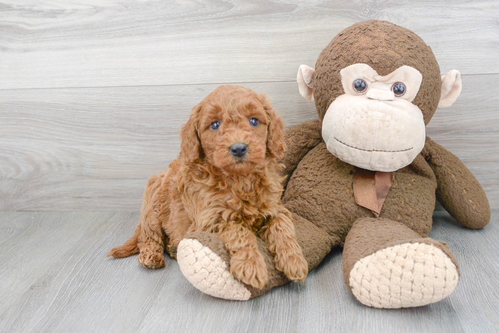 Best Mini Goldendoodle Baby