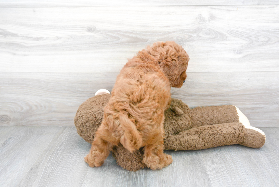 Happy Mini Goldendoodle Baby