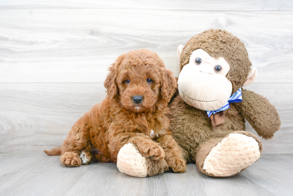 Mini Goldendoodle Pup Being Cute