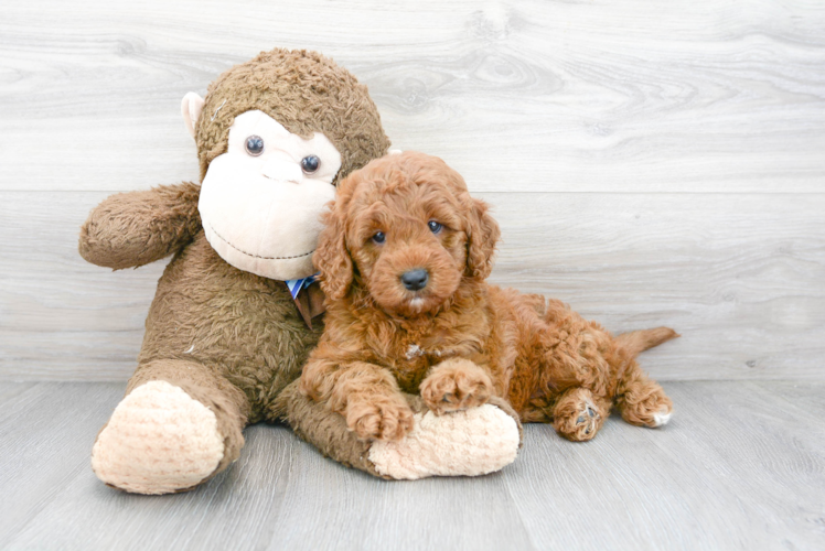 Small Mini Goldendoodle Baby