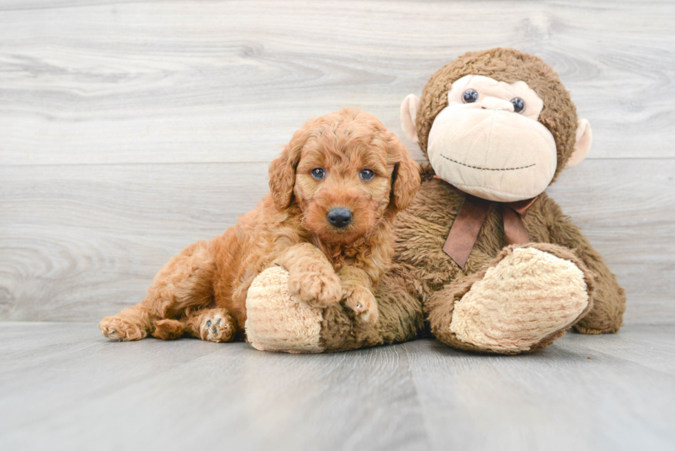 Sweet Mini Goldendoodle Baby