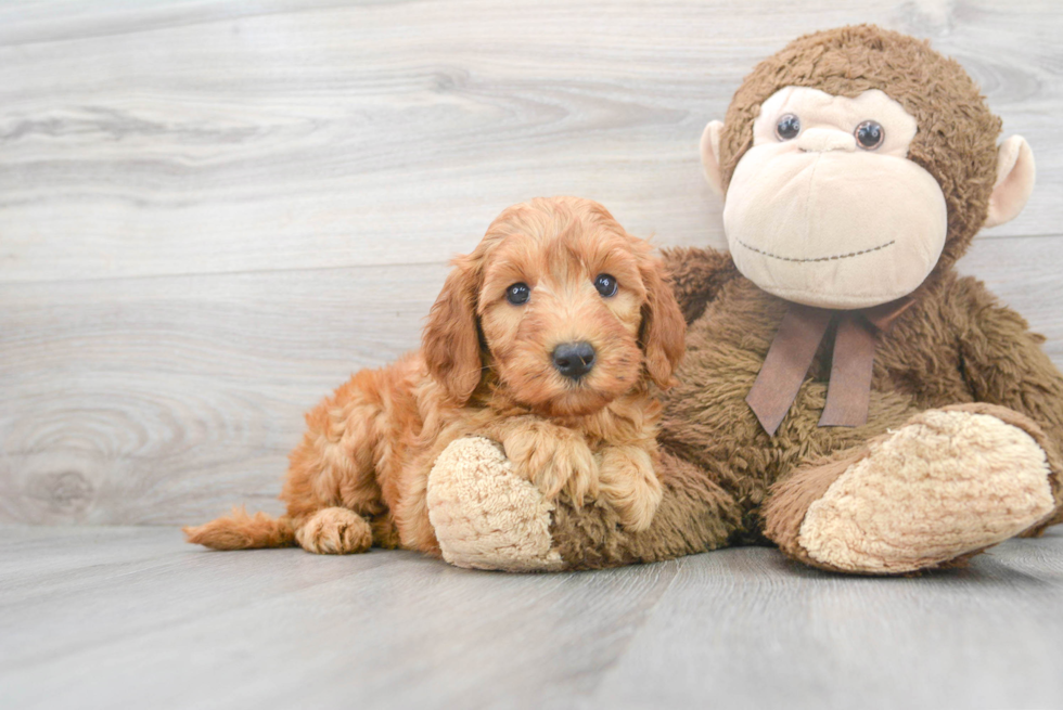 Funny Mini Goldendoodle Poodle Mix Pup