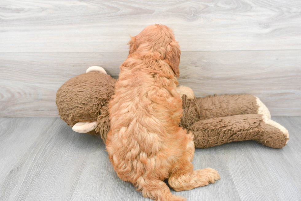 Best Mini Goldendoodle Baby