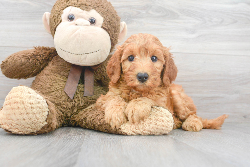 Mini Goldendoodle Puppy for Adoption