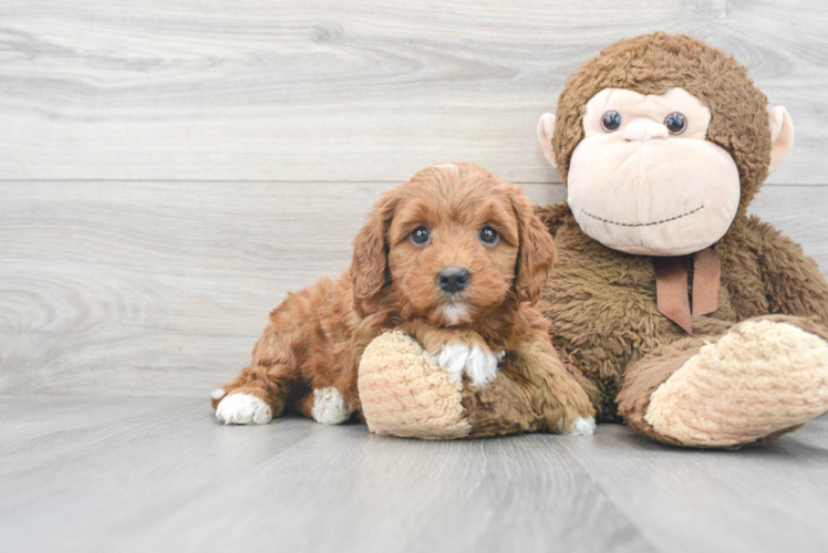 Fluffy Mini Goldendoodle Poodle Mix Pup