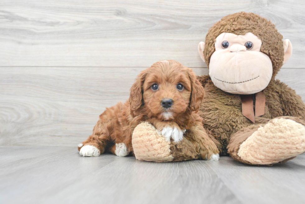 Fluffy Mini Goldendoodle Poodle Mix Pup