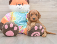 7 week old Mini Goldendoodle Puppy For Sale - Premier Pups