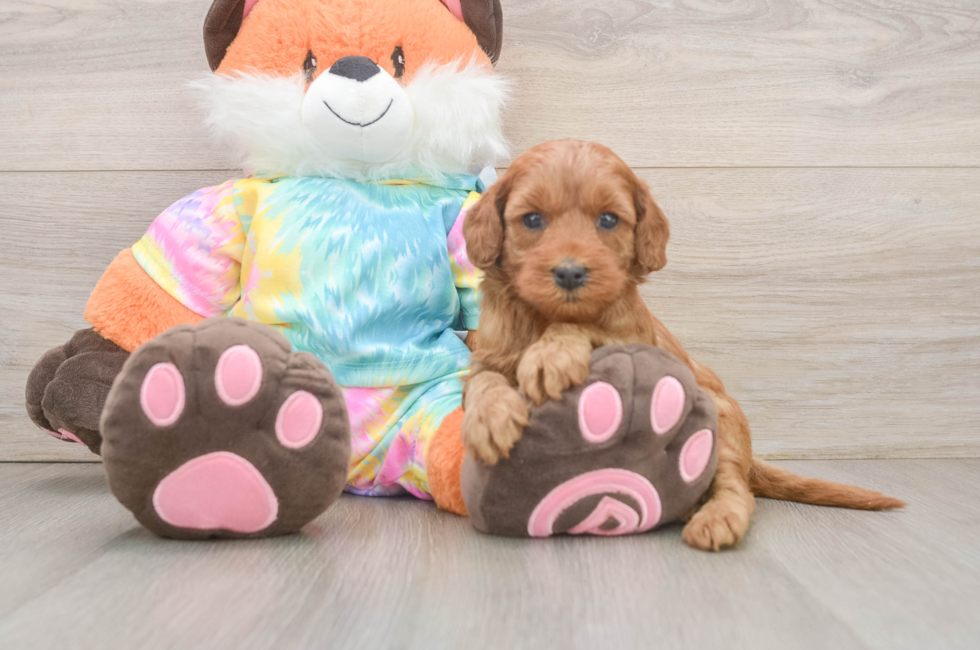 6 week old Mini Goldendoodle Puppy For Sale - Premier Pups