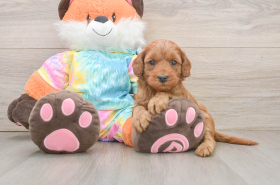 Little Mini Goldenpoo Poodle Mix Puppy