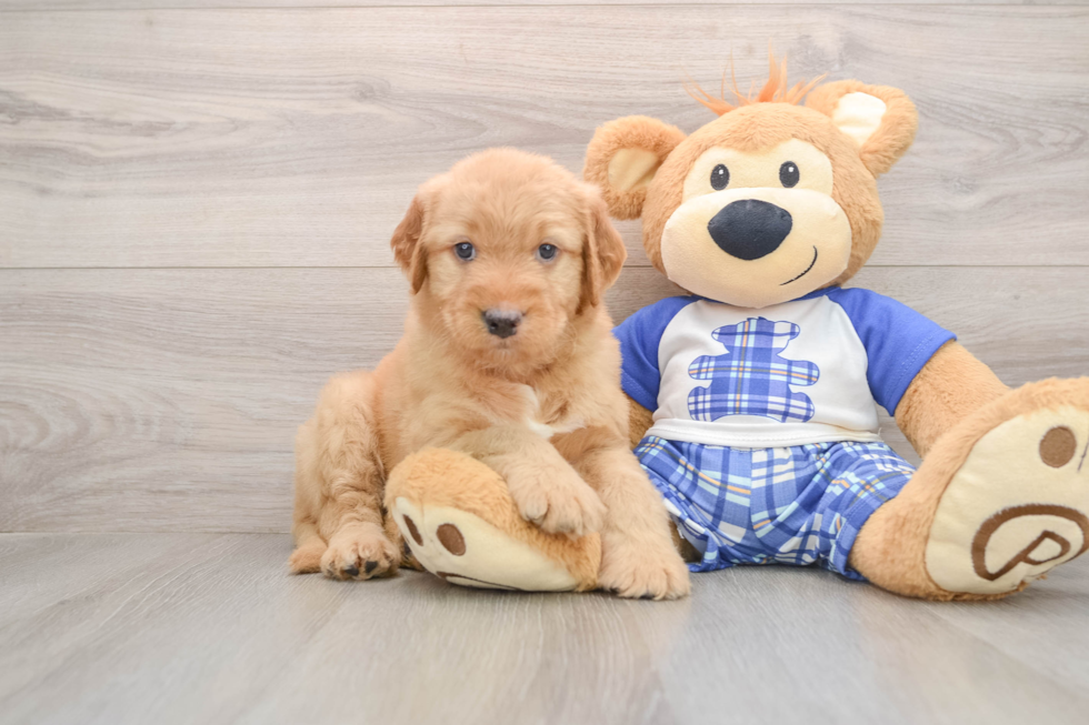 Adorable Golden Retriever Poodle Mix Poodle Mix Puppy