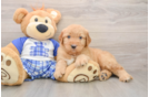 Mini Goldendoodle Puppy for Adoption