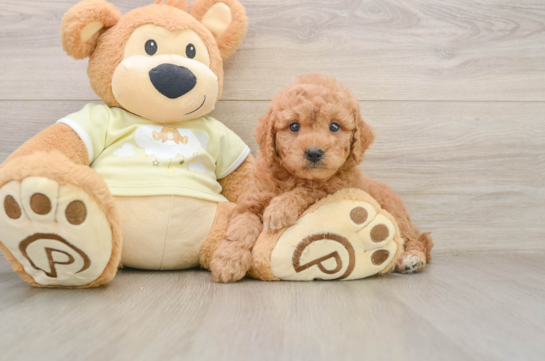 Best Mini Goldendoodle Baby