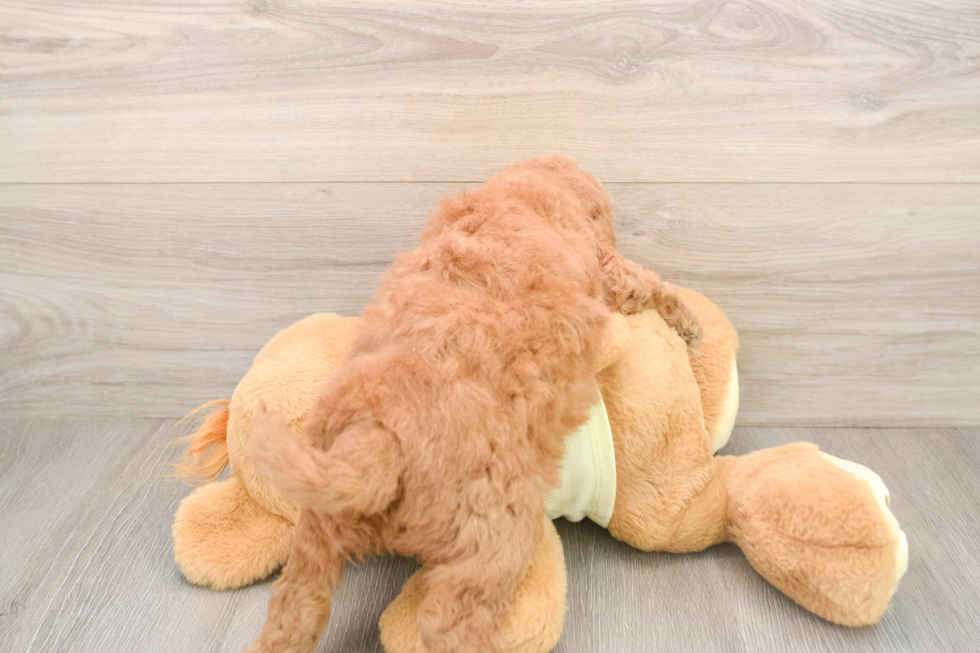 Energetic Golden Doodle Poodle Mix Puppy