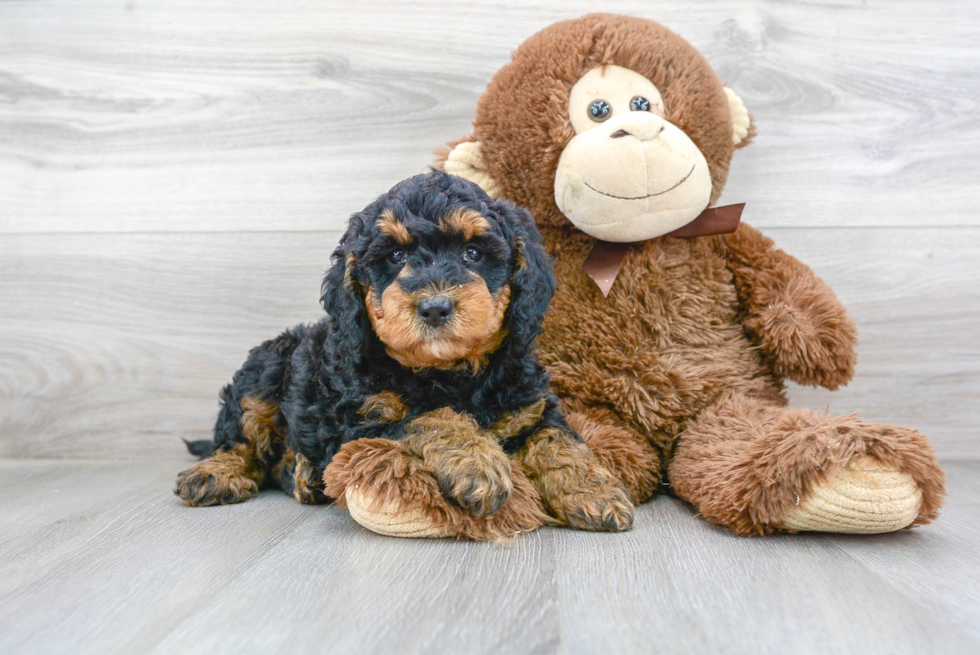 Small Mini Goldendoodle Baby