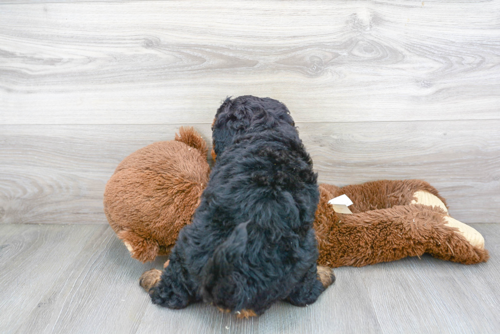 Best Mini Goldendoodle Baby