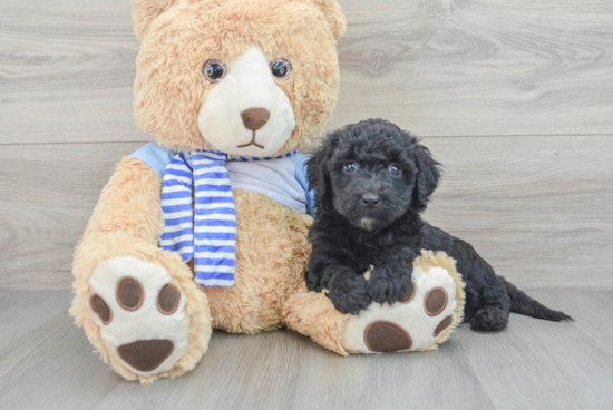 Funny Mini Goldendoodle Poodle Mix Pup