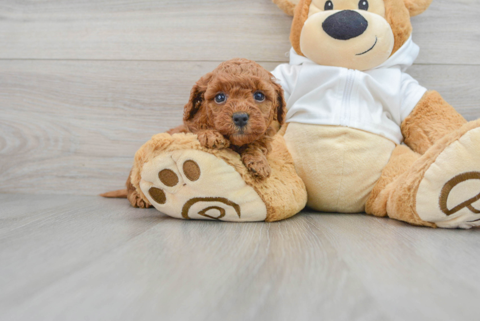 Happy Mini Goldendoodle Baby