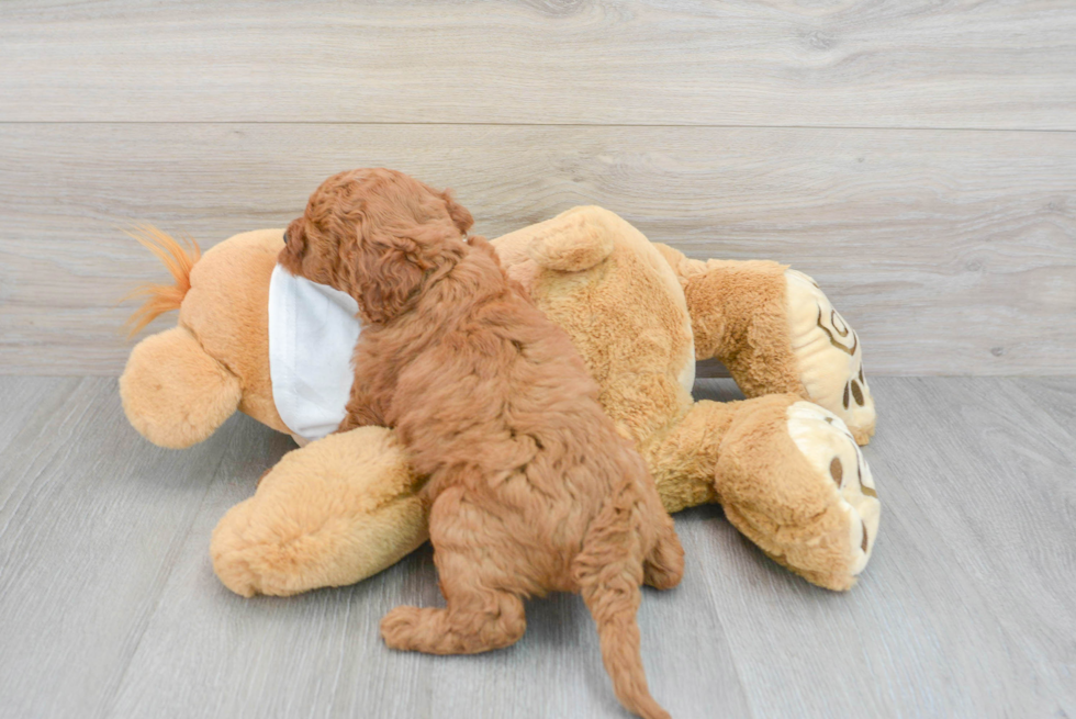 Sweet Mini Goldendoodle Baby