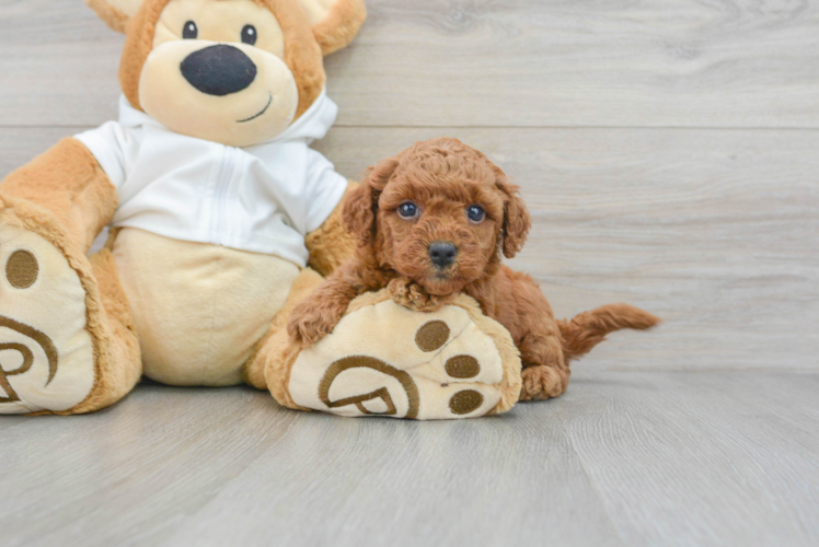 Mini Goldendoodle Puppy for Adoption