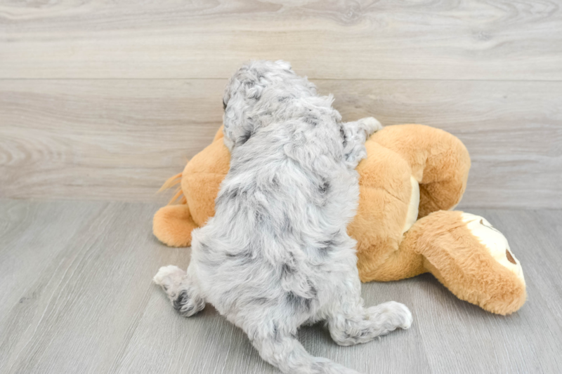 Meet Sonya - our Mini Goldendoodle Puppy Photo 2/3 - Premier Pups