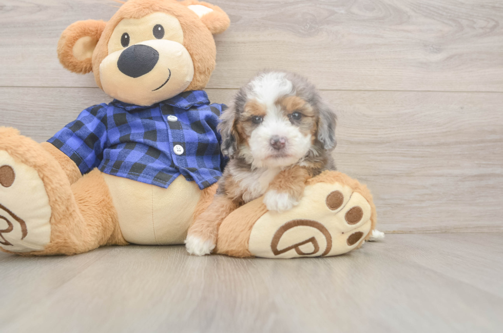 5 week old Mini Goldendoodle Puppy For Sale - Premier Pups