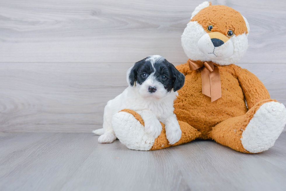 Best Mini Goldendoodle Baby