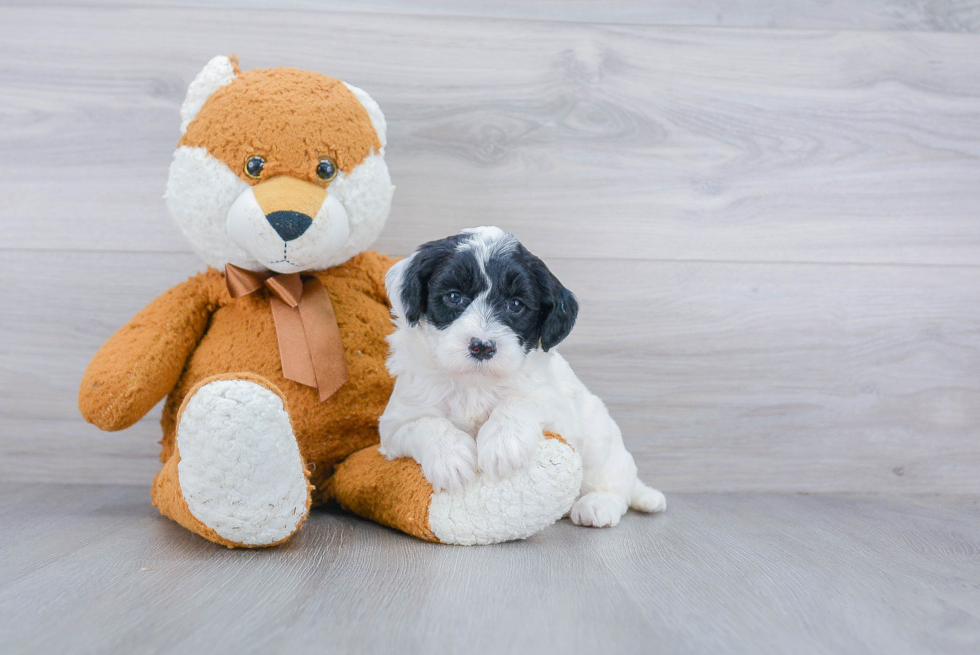 Mini Goldendoodle Pup Being Cute