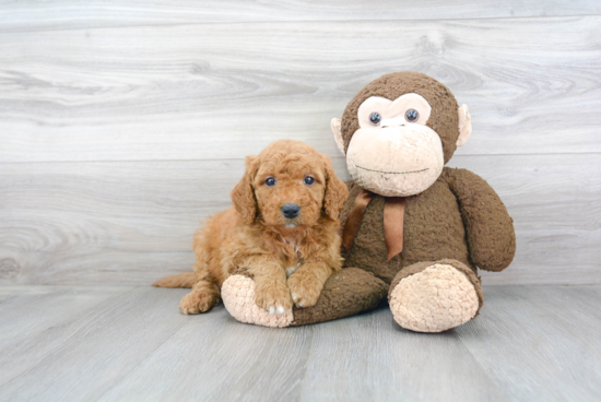 Adorable Golden Retriever Poodle Mix Puppy