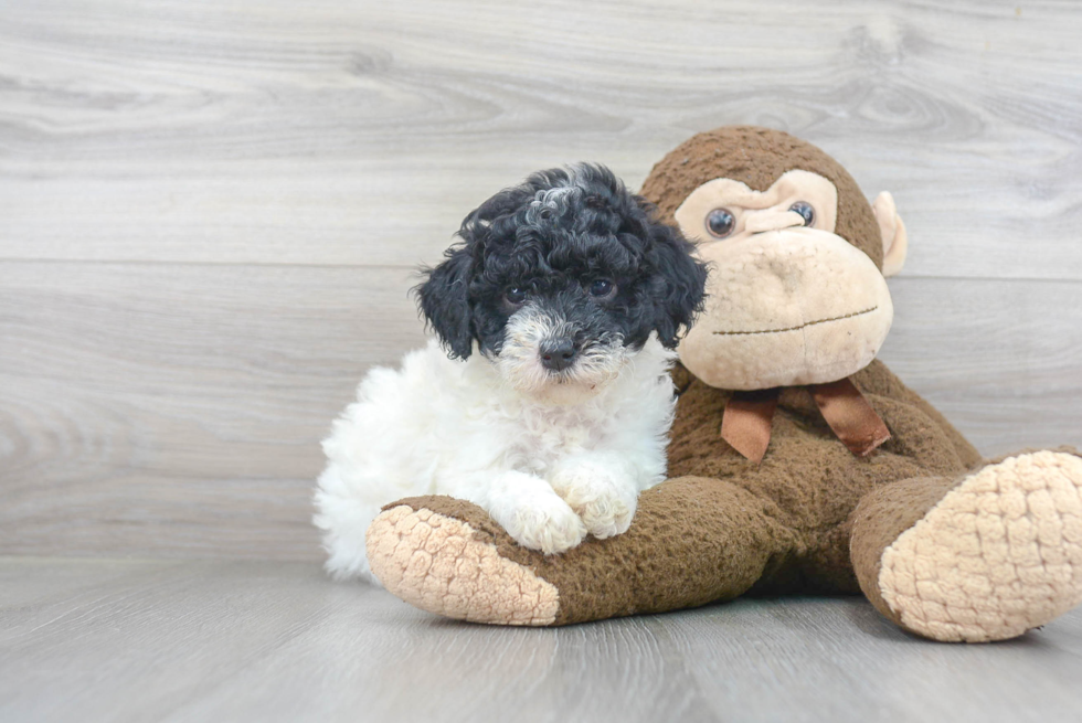 Mini Goldendoodle Pup Being Cute