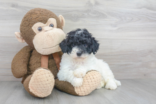 Friendly Mini Goldendoodle Baby