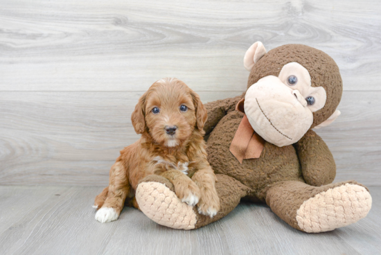 Best Mini Goldendoodle Baby