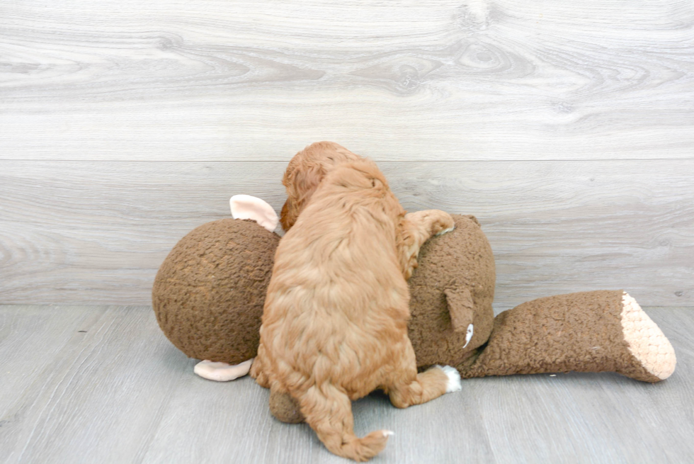 Cute Mini Goldendoodle Baby