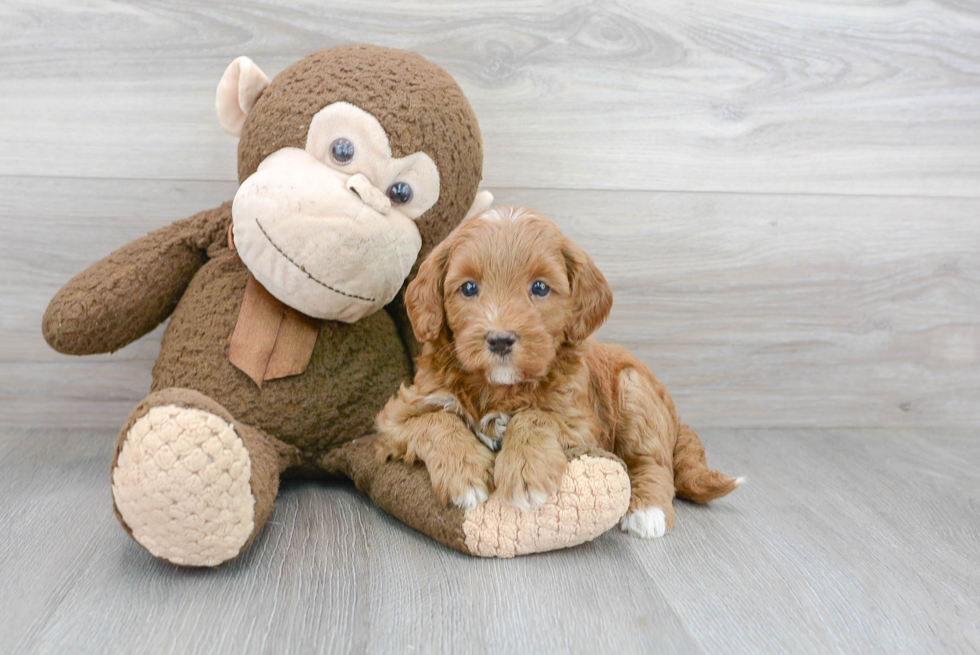 Energetic Golden Retriever Poodle Mix Puppy